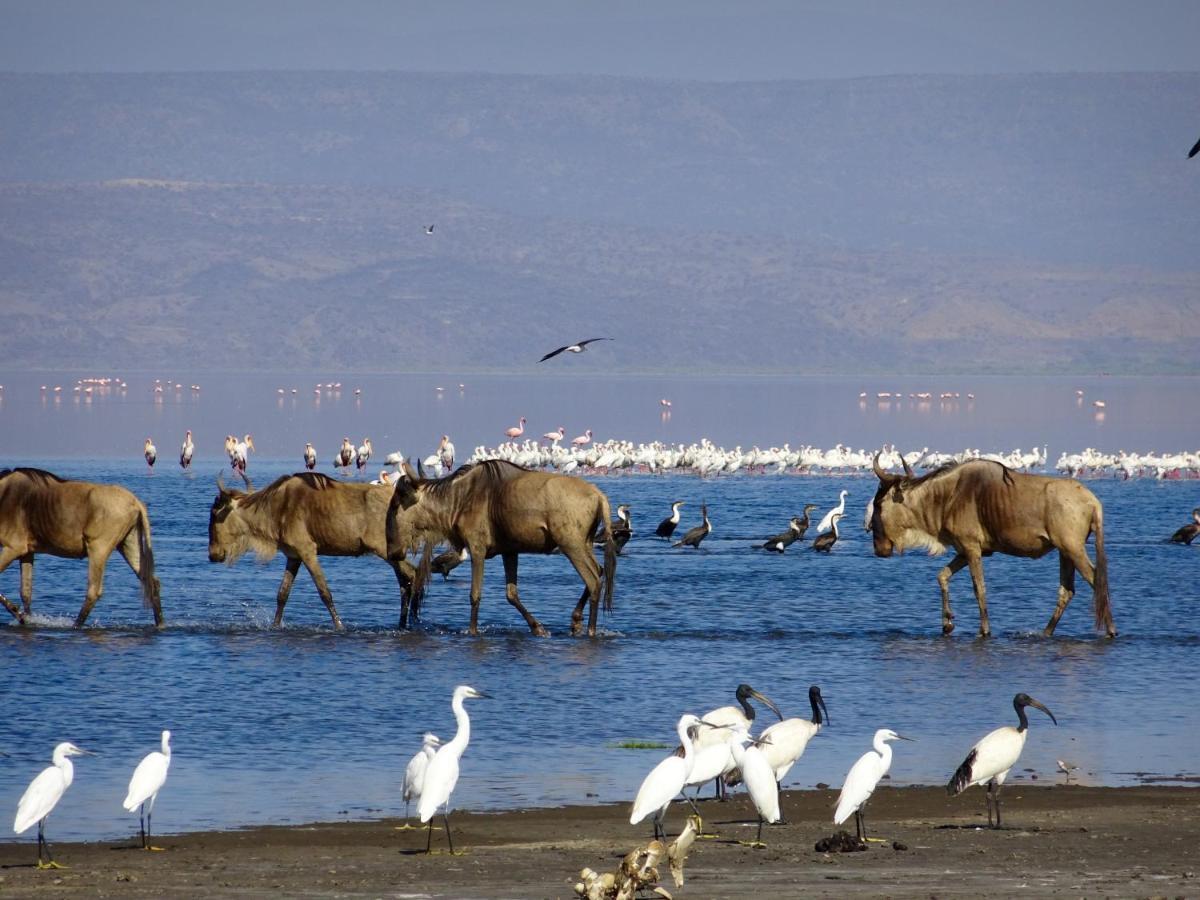 Africa Safari Lake Natron Mtowabaga Екстериор снимка